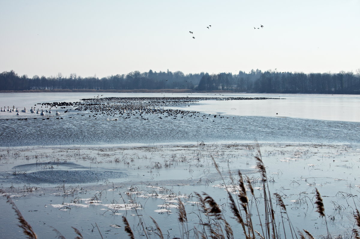L' étang de Versailleux en hiver